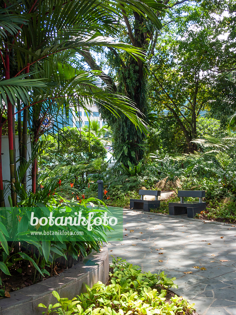 411096 - Shady path with benches in a tropical park