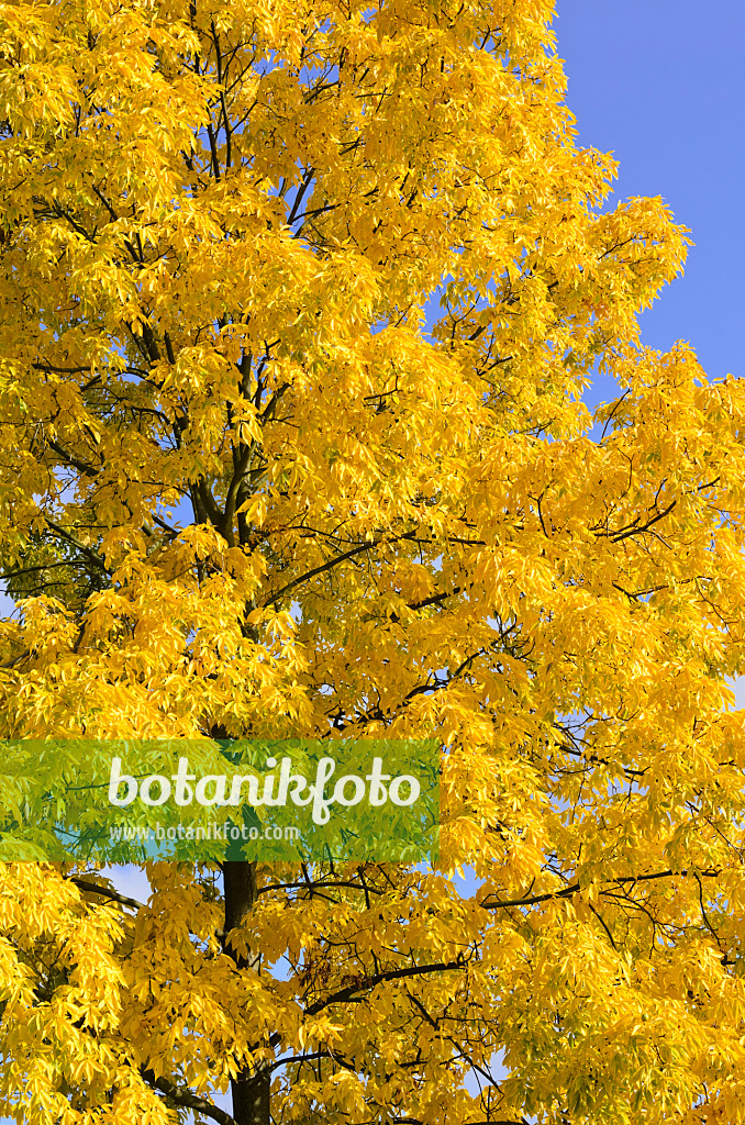 525351 - Shagbark hickory (Carya ovata)