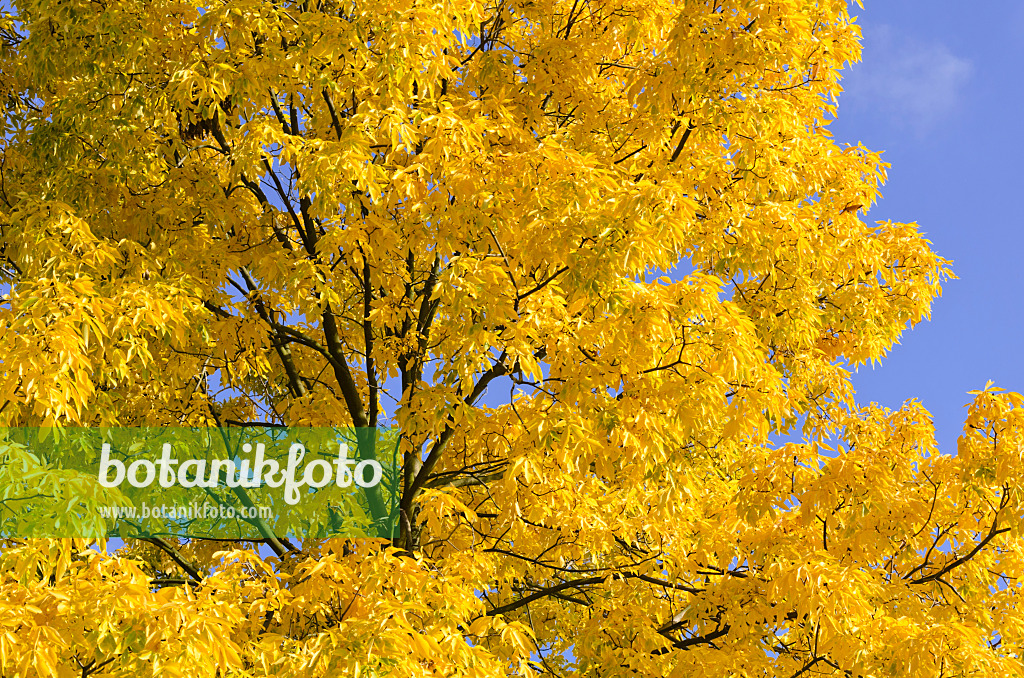 525352 - Shagbark hickory (Carya ovata)