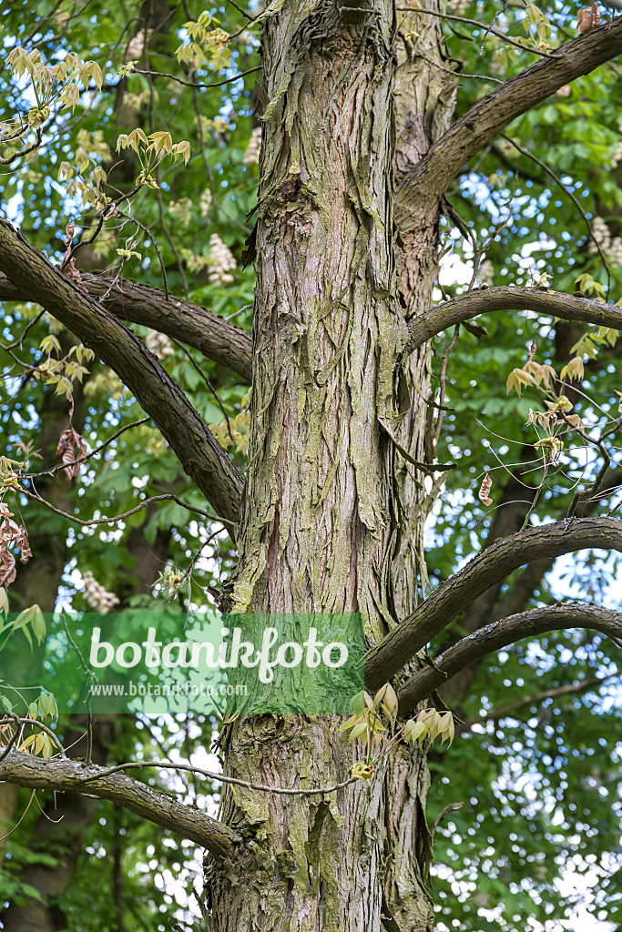 664063 - Shagbark hickory (Carya ovata)