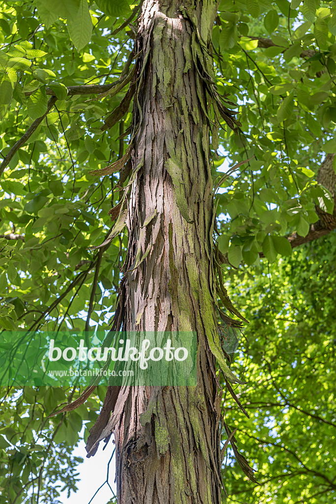 664064 - Shagbark hickory (Carya ovata)