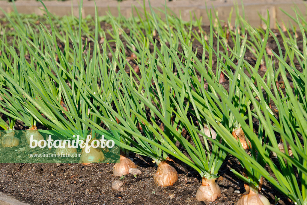 479078 - Shallot (Allium cepa var. ascalonicum)