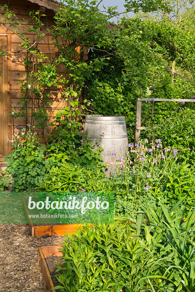 544153 - Shed with rain barrel in a perennial garden