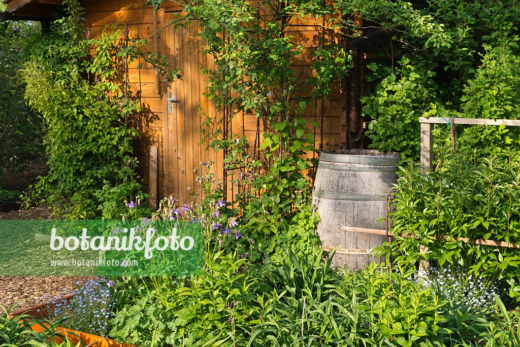 544154 - Shed with rain barrel in a perennial garden