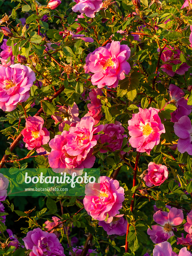 438230 - Shining rose (Rosa nitida)