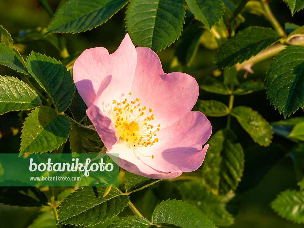 448090 - Shining rose (Rosa nitidula)
