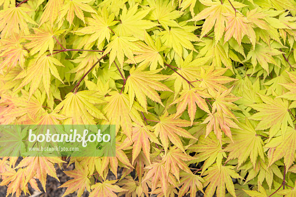 638018 - Shirasawa's maple (Acer shirasawanum 'Autumn Moon')