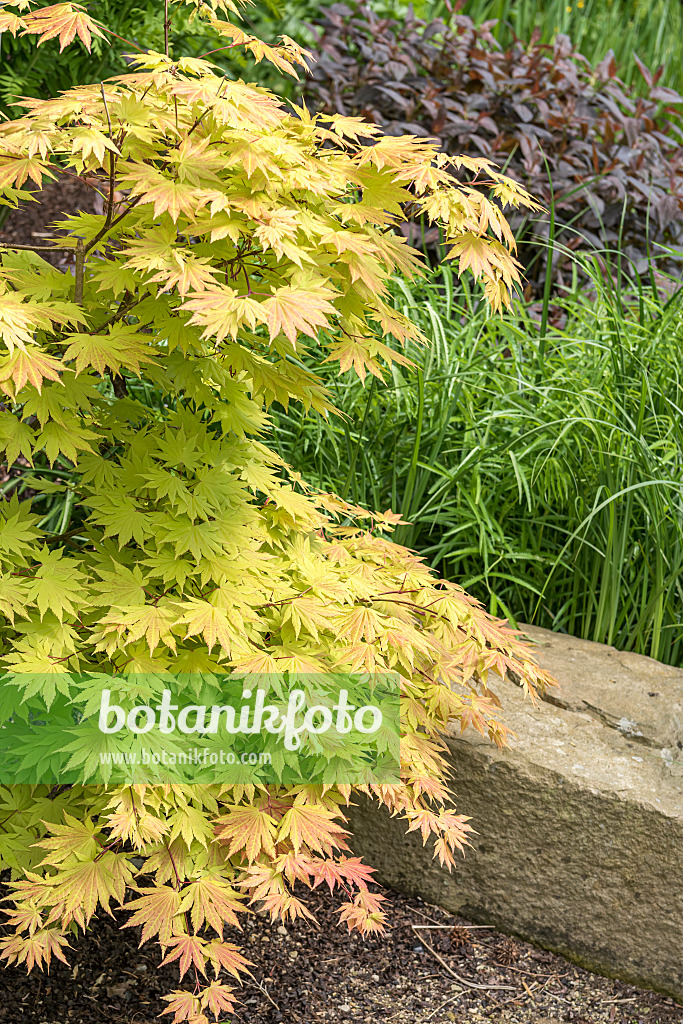 638019 - Shirasawa's maple (Acer shirasawanum 'Autumn Moon')