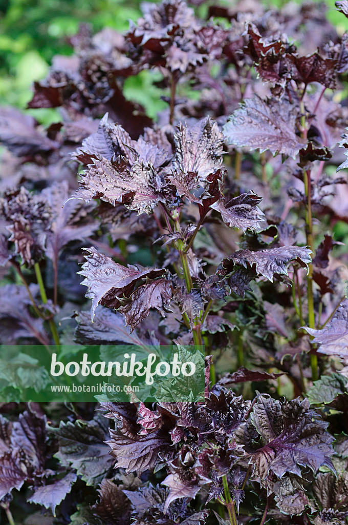 487156 - Shiso (Perilla frutescens var. nankinensis)