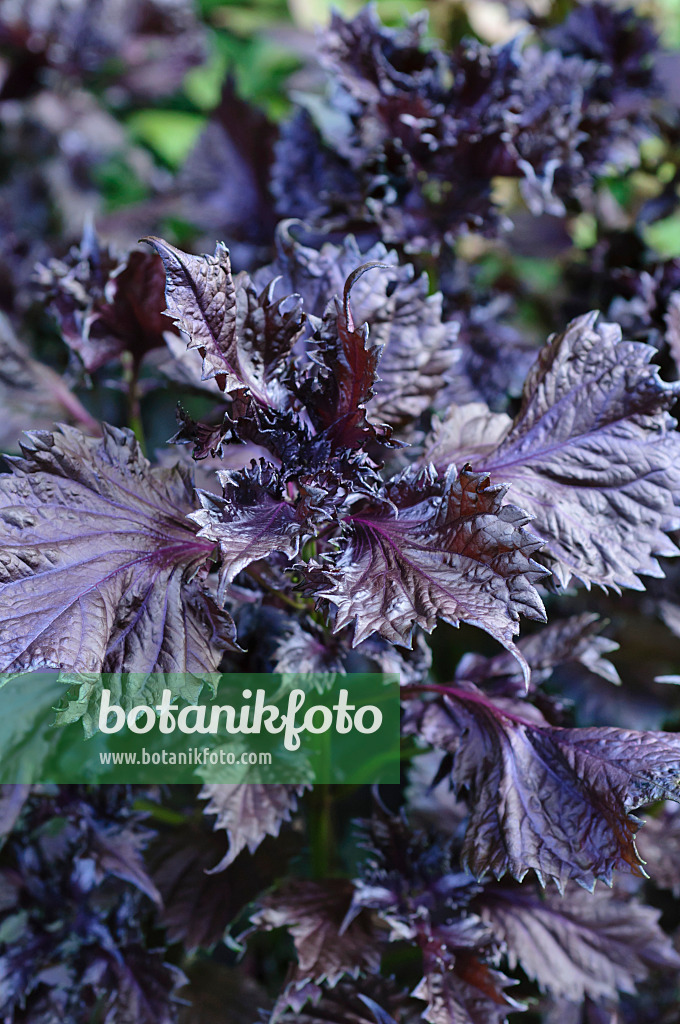 487158 - Shiso (Perilla frutescens var. nankinensis)