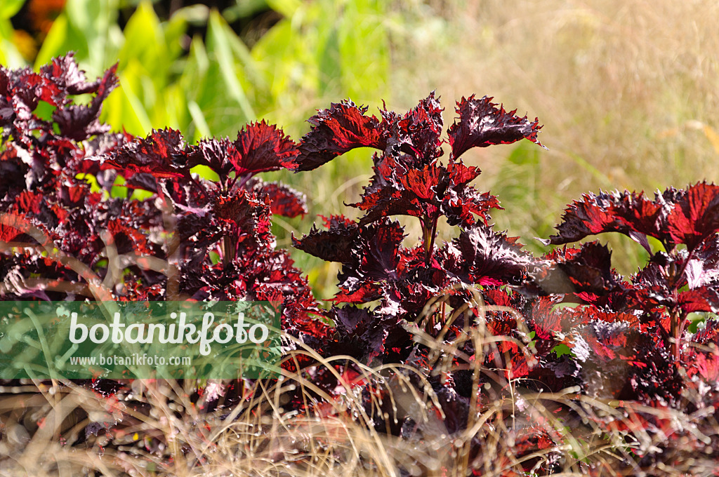 488117 - Shiso (Perilla frutescens var. nankinensis)