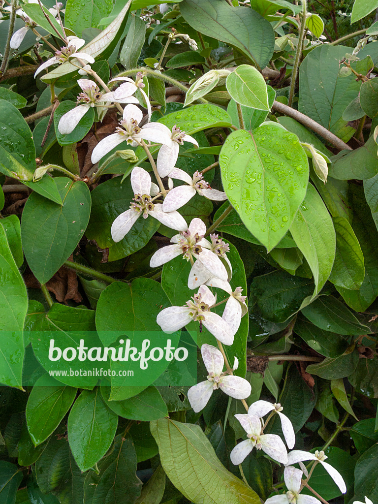 411017 - Shower orchid (Congea tomentosa)