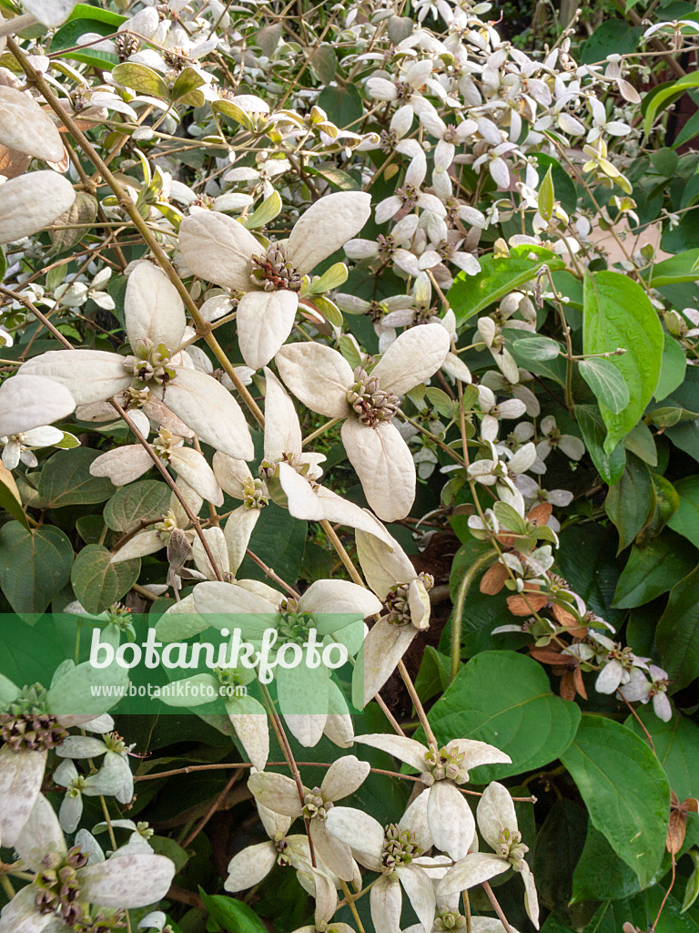 411018 - Shower orchid (Congea tomentosa)