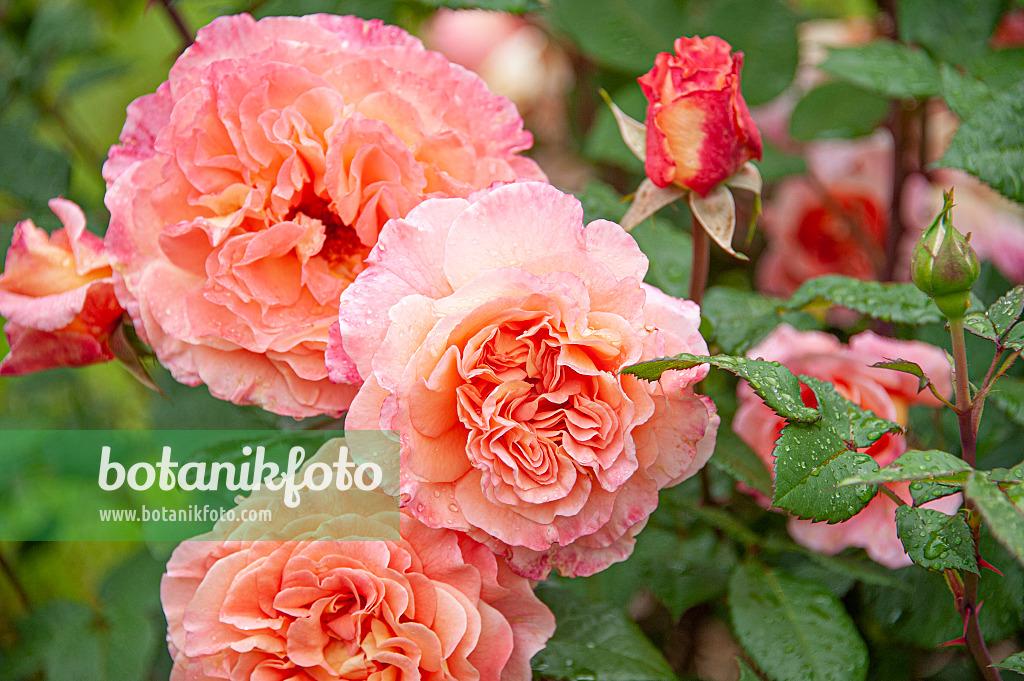 616336 - Shrub rose (Rosa Augusta Luise)