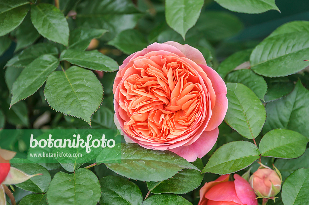 558239 - Shrub rose (Rosa Chippendale)