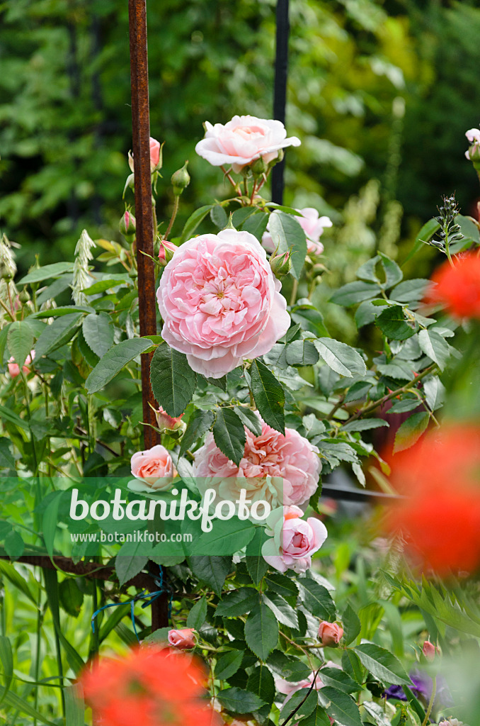 521092 - Shrub rose (Rosa Colette)