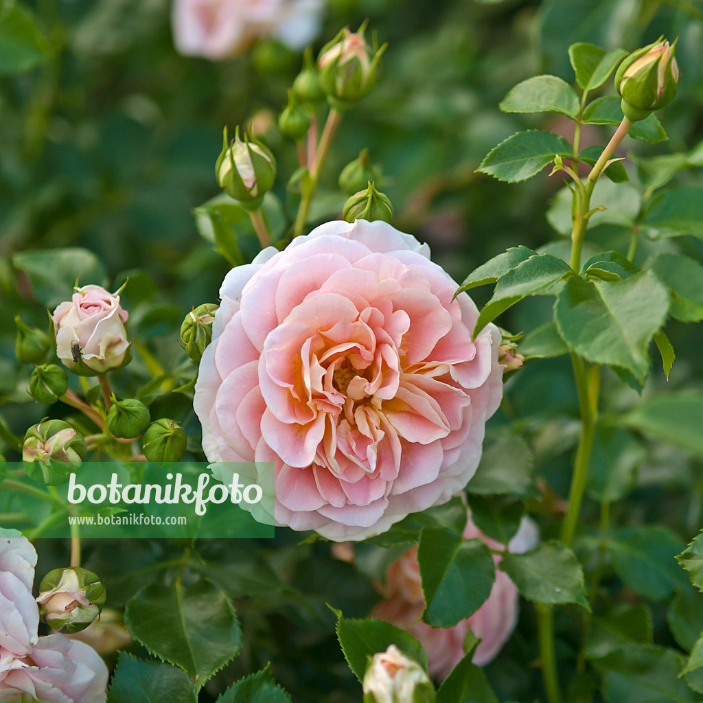 517410 - Shrub rose (Rosa Concerto)