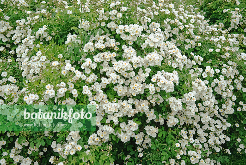 490148 - Shrub rose (Rosa Dentelle de Bruges)