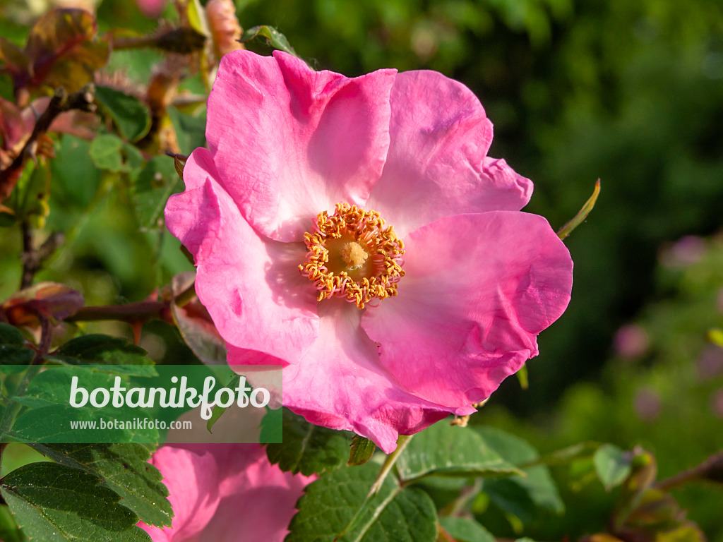 460168 - Shrub rose (Rosa Fenja)