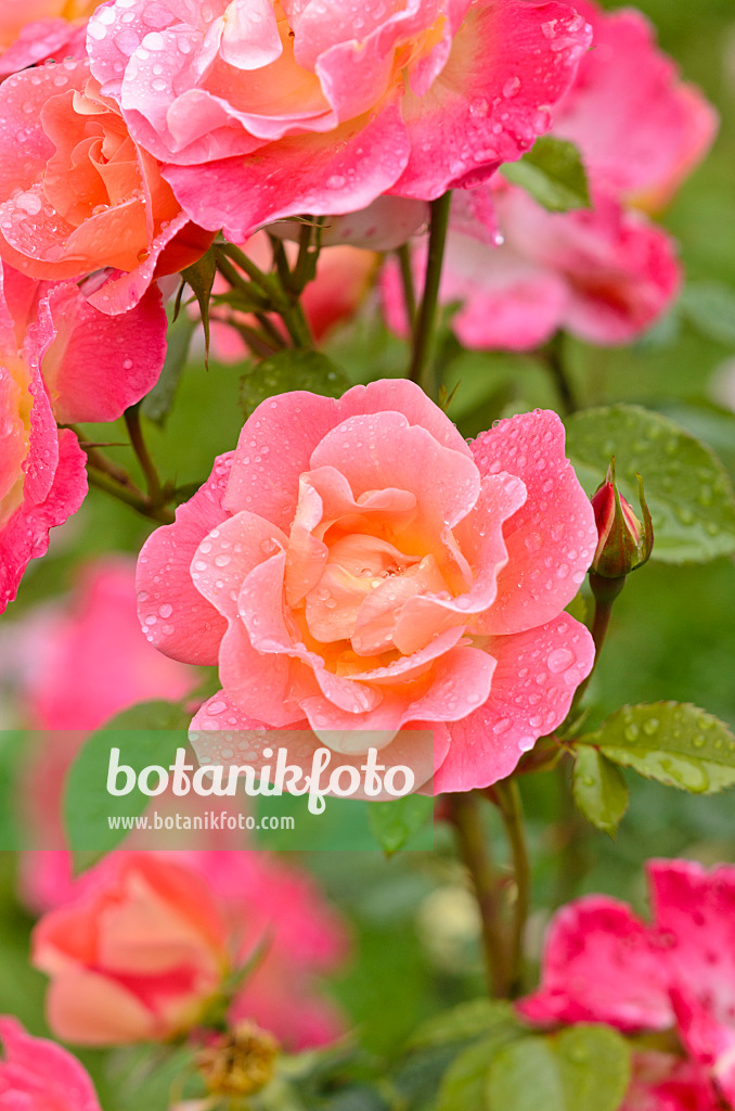 521481 - Shrub rose (Rosa Herzogin Friederike)