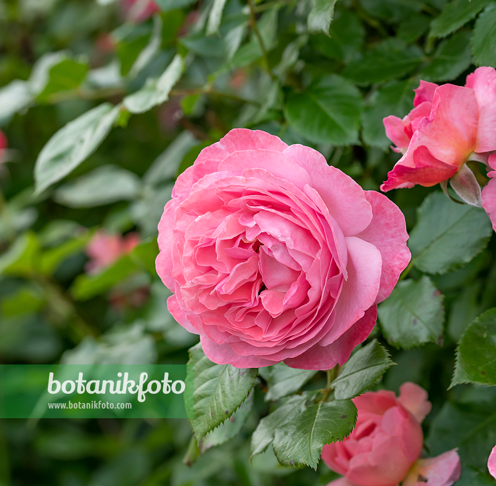 664399 - Shrub rose (Rosa Kölner Flora)