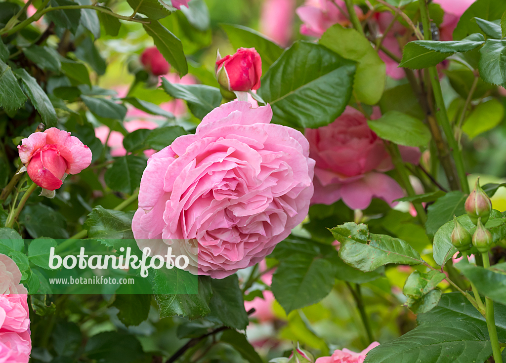 664400 - Shrub rose (Rosa Kölner Flora)