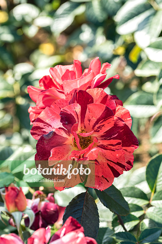 638317 - Shrub rose (Rosa Poseidon)