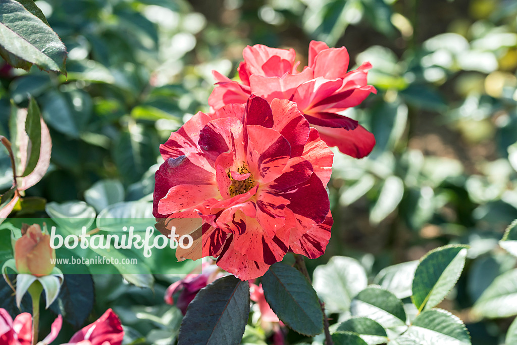 638318 - Shrub rose (Rosa Poseidon)