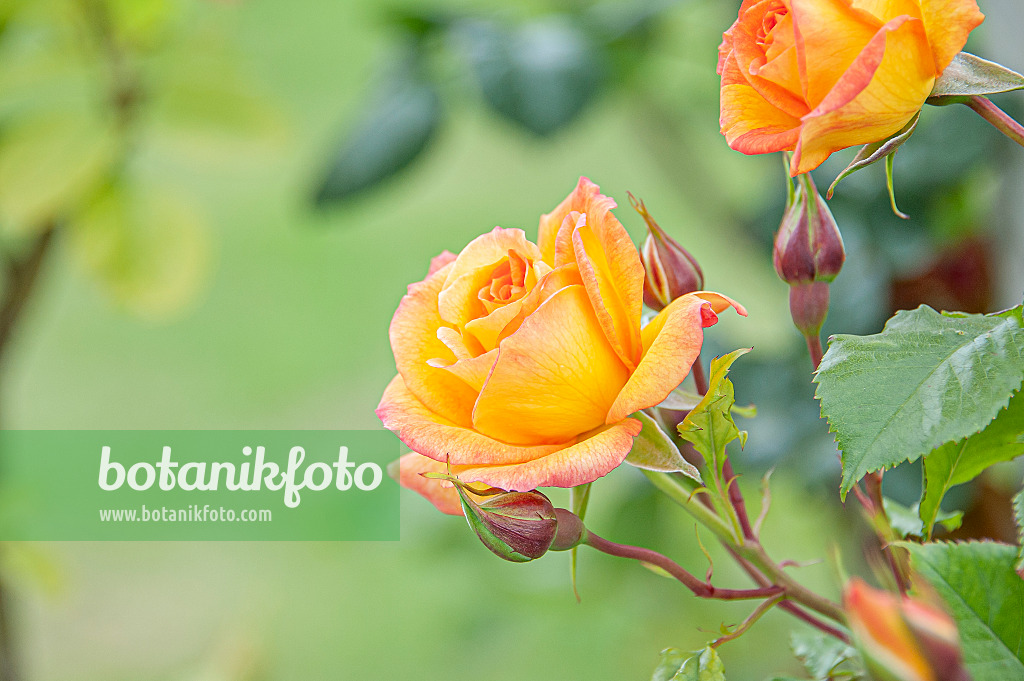 616340 - Shrub rose (Rosa Sahara)