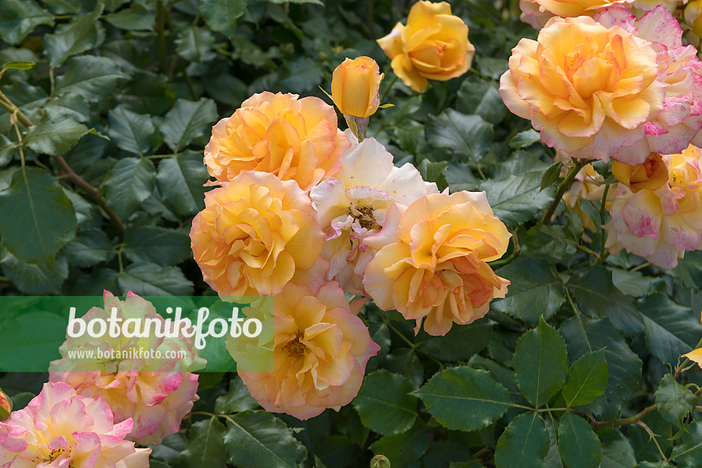 664406 - Shrub rose (Rosa Sahara)
