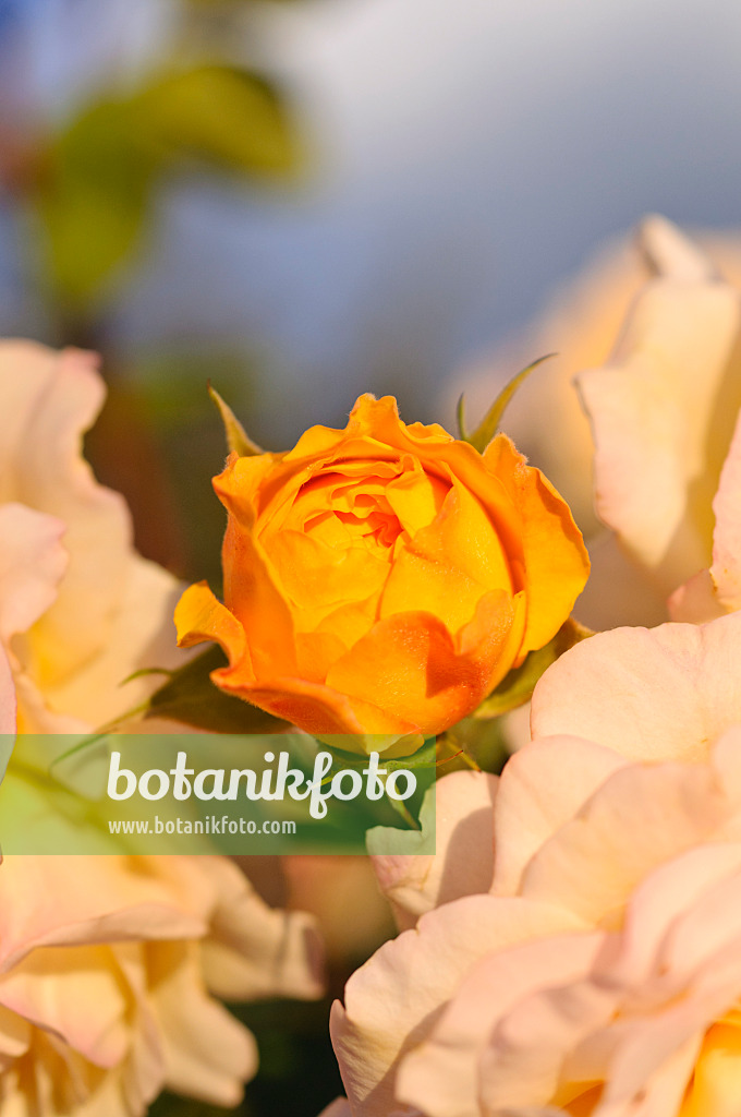 485148 - Shrub rose (Rosa Yellow Charles Austin)