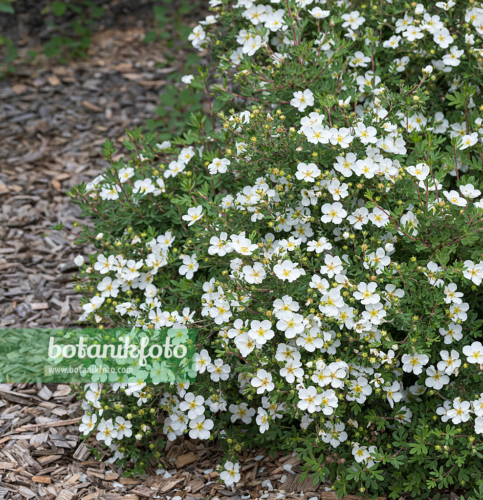 651446 - Shrubby cinquefoil (Potentilla fruticosa 'Abbotswood')