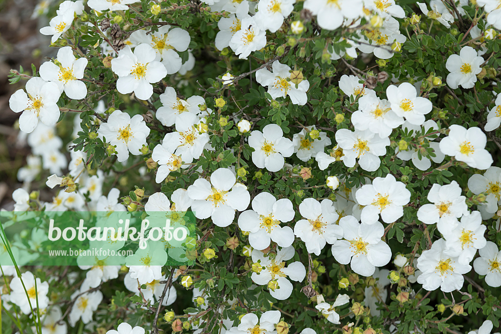 664326 - Shrubby cinquefoil (Potentilla fruticosa 'Abbotswood')