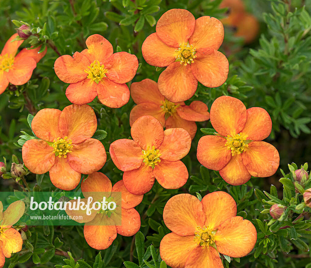 675295 - Shrubby cinquefoil (Potentilla fruticosa 'Bella Sol')