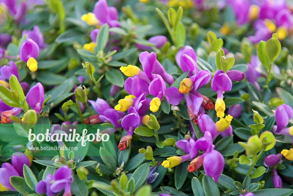 502318 - Shrubby milkwort (Polygala chamaebuxus var. grandiflora)