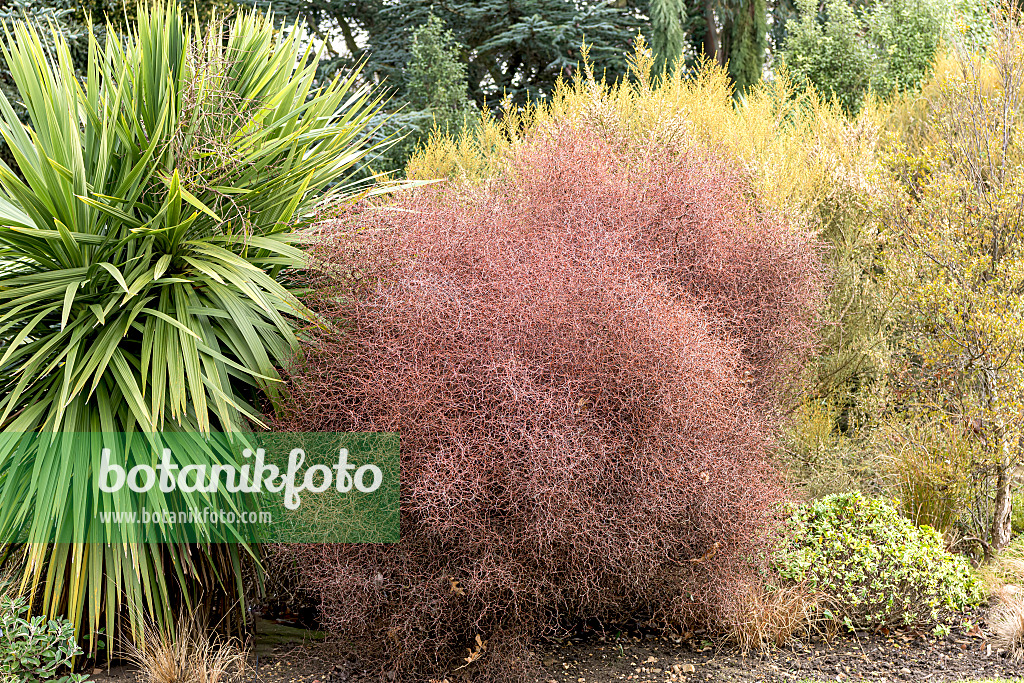 638173 - Shrubby tororaro (Muehlenbeckia astonii)