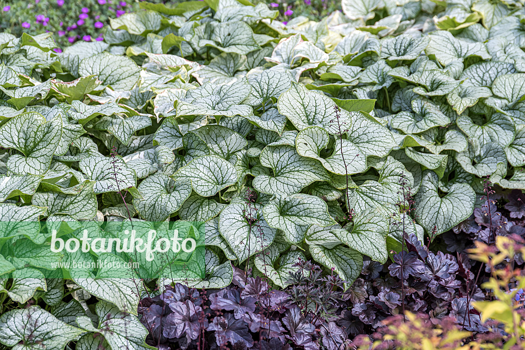 651124 - Siberian bugloss (Brunnera macrophylla 'Jack Frost' syn. Myosotis macrophylla 'Jack Frost')