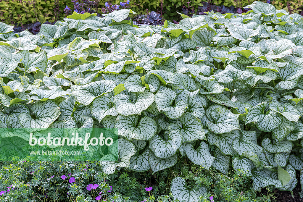 651125 - Siberian bugloss (Brunnera macrophylla 'Jack Frost' syn. Myosotis macrophylla 'Jack Frost')
