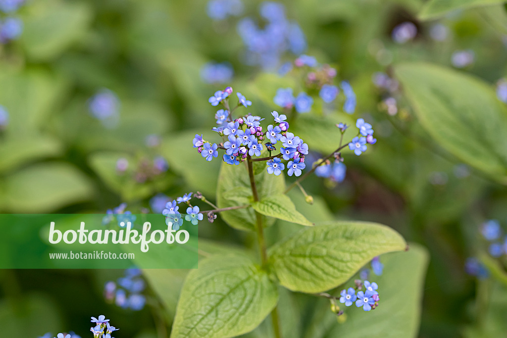 651126 - Siberian bugloss (Brunnera macrophylla syn. Myosotis macrophylla)