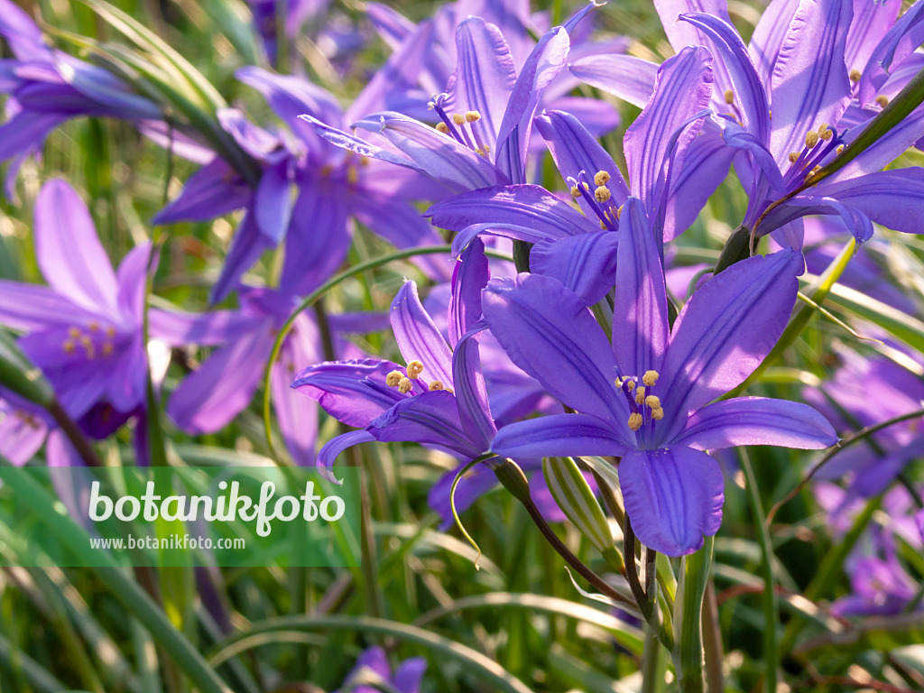 413002 - Siberian lily (Ixiolirion tataricum)