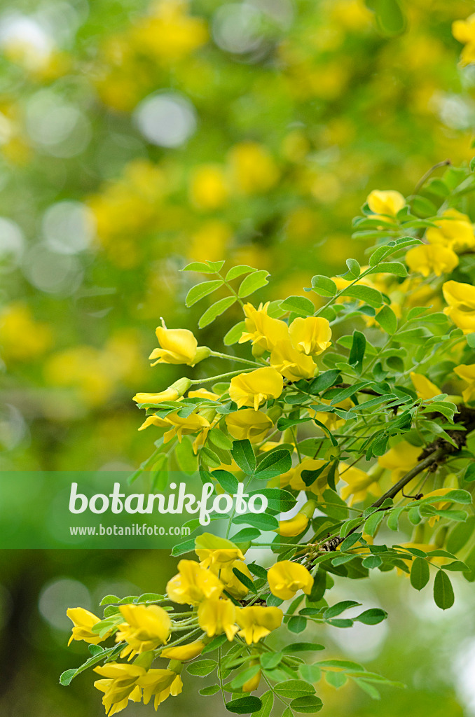 520099 - Siberian peashrub (Caragana arborescens)
