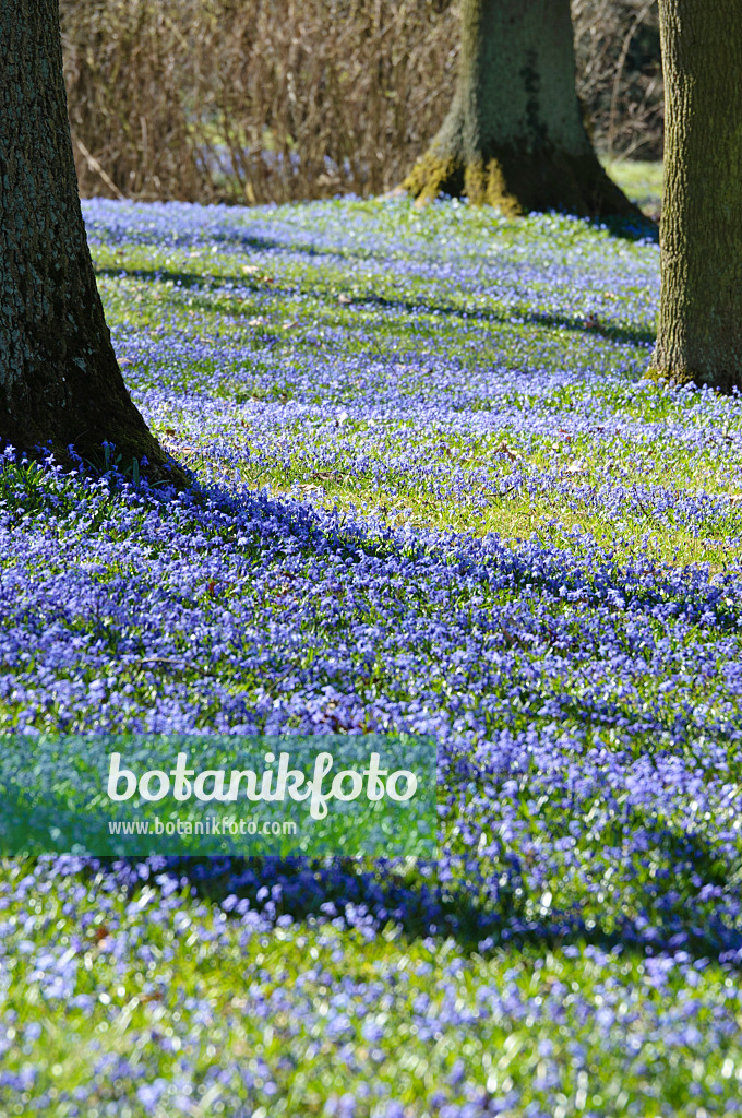 470082 - Siberian squill (Scilla siberica)