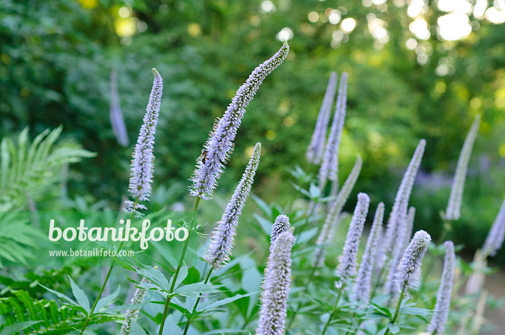 485147 - Sibirischer Ehrenpreis (Veronicastrum sibiricum syn. Veronica sibirica)
