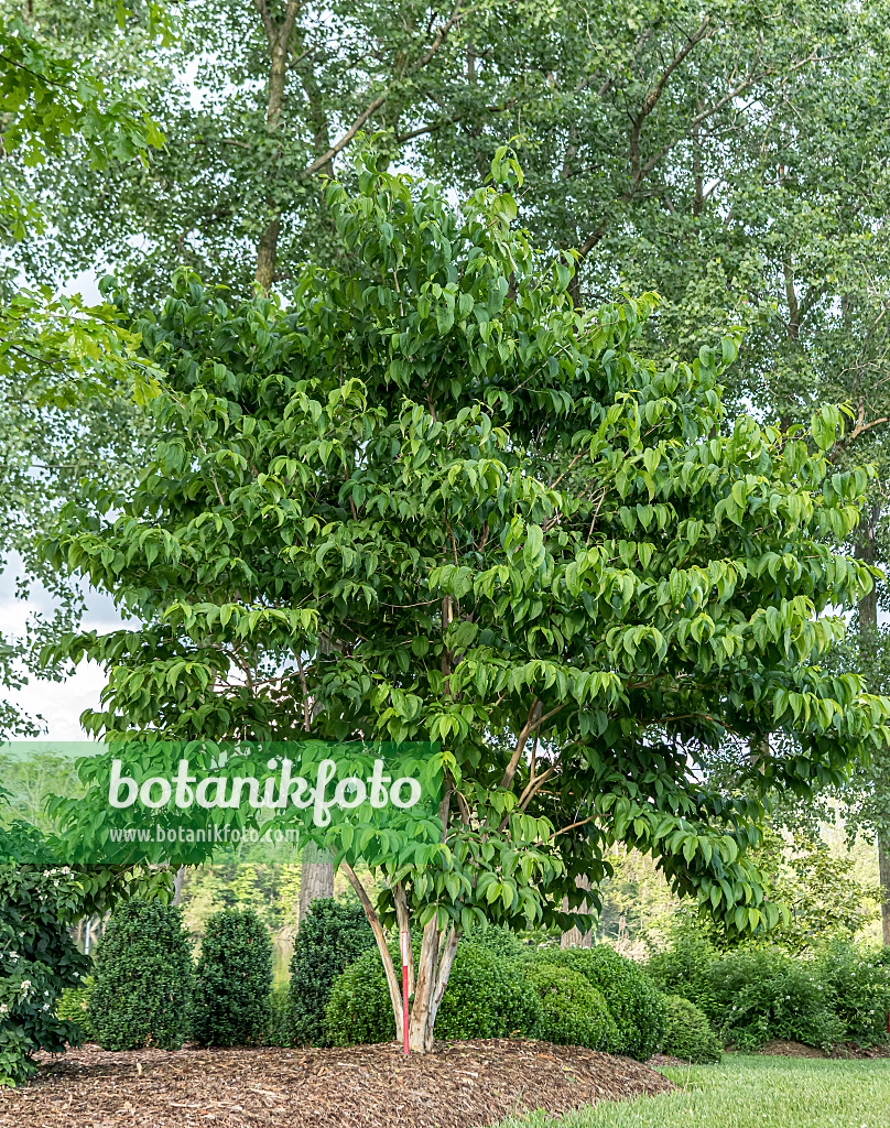 607060 - Sieben-Söhne-des-Himmels-Strauch (Heptacodium miconioides 'Temple of Bloom')