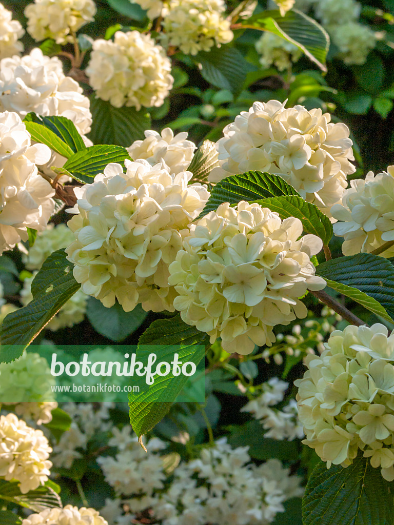 401238 - Siebold's viburnum (Viburnum sieboldii)