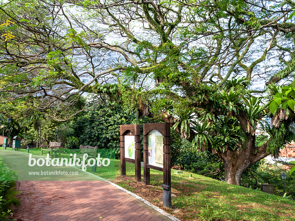 434170 - Signboards and bizarre tree, Fort Canning Park, Singapore