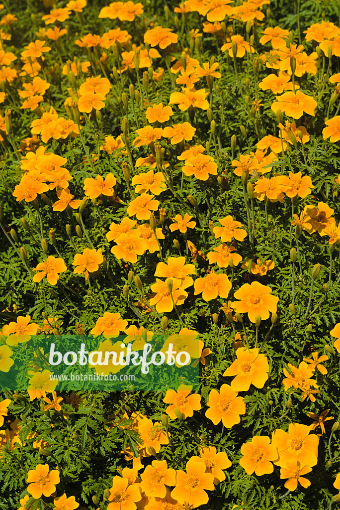 672042 - Signet marigold (Tagetes tenuifolia)