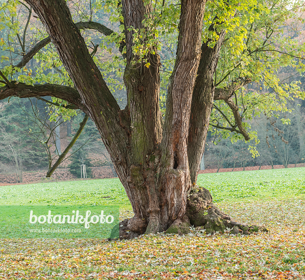664022 - Silberahorn (Acer saccharinum)