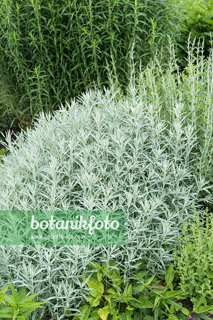 651079 - Silberraute (Artemisia ludoviciana 'Silver Queen')