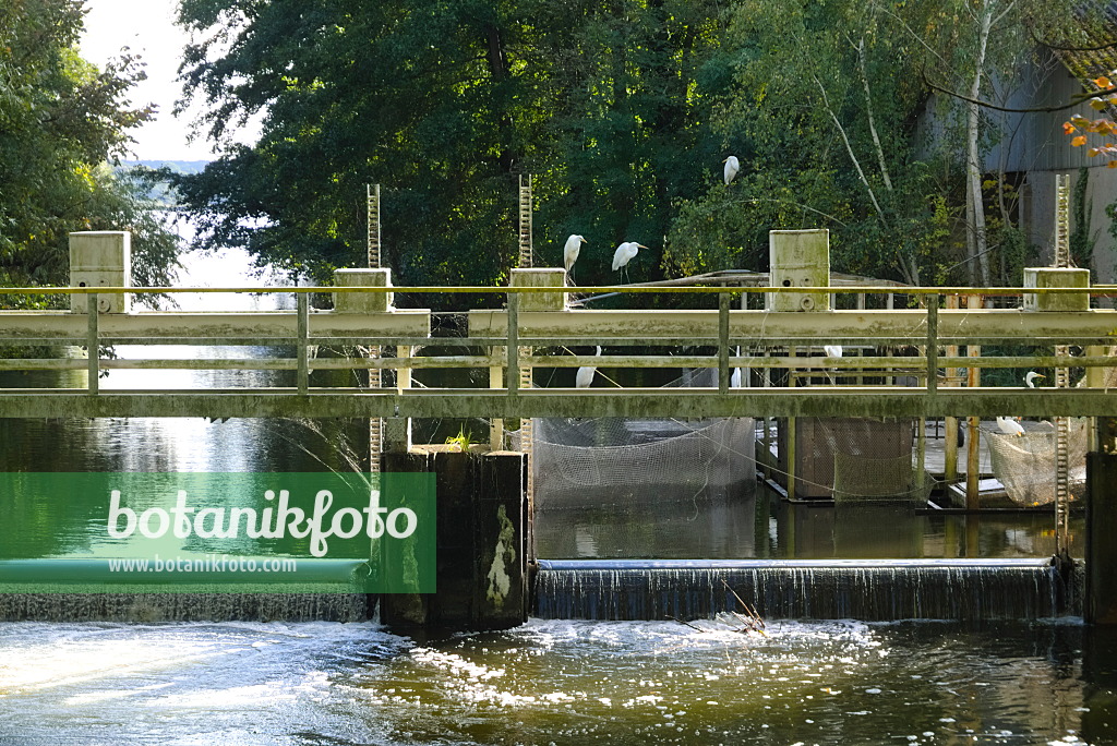 670002 - Silberreiher (Casmerodius albus) an einem Wehr, Brandenburg, Deutschland